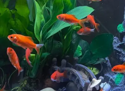 怎么保持鱼缸水清澈