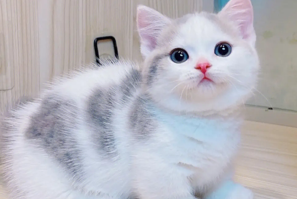 矮脚猫为什么不能养？到底是什么缘故？
