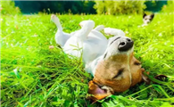 狗口吐白沫为什么？原因有这些......