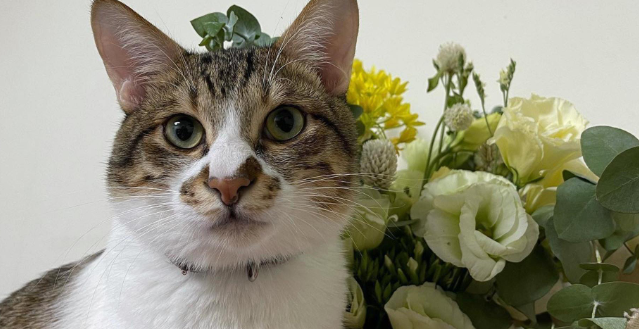 猫咪出现反常,凌晨5点不睡觉,不停在打转 猫咪出现反常,凌晨5点不睡觉,不停在打转
