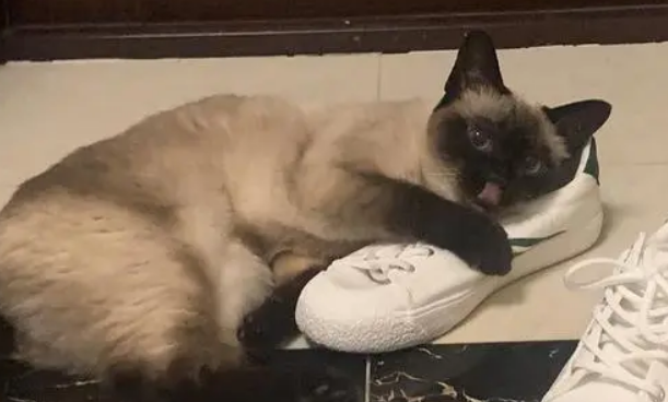 猫为什么喜欢我的臭鞋子?可能是这些原因 猫为什么喜欢我的臭鞋子?可能是这些原因