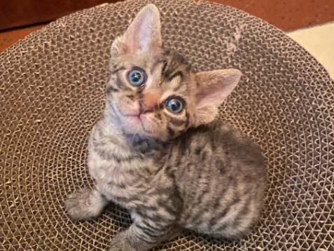 德文卷毛猫得了垂体肿瘤怎么办？来看看吧