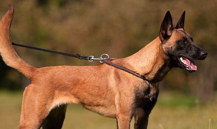 怎么挑选马犬幼犬