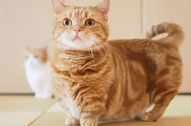 矮脚猫是不是有病