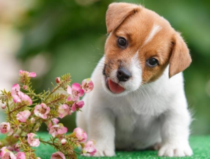 狗狗舔自己的尿是怎么回事？带你们来瞧瞧！