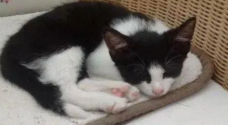 猫咪死后主人哭他知道吗 猫咪死后主人哭他知道吗