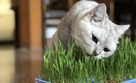 猫草多长可以吃