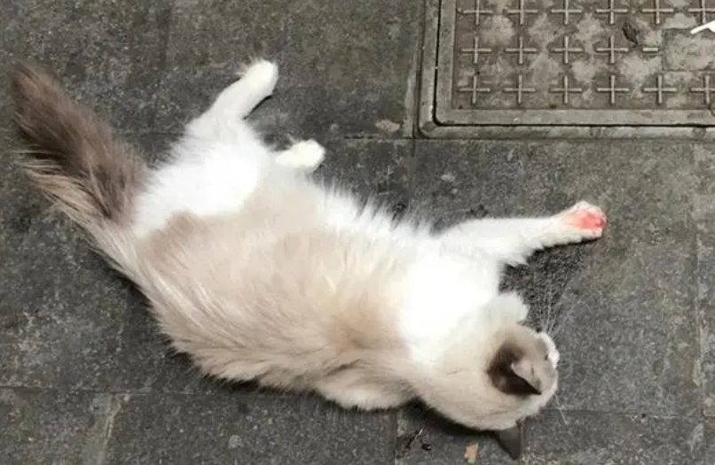生气把猫重重摔地上抽搐不动 生气把猫重重摔地上抽搐不动