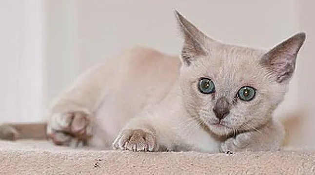 东奇尼猫肾衰症状介绍,一定要知道 东奇尼猫肾衰症状介绍,一定要知道