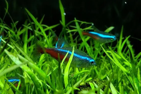 草缸最适合养什么鱼