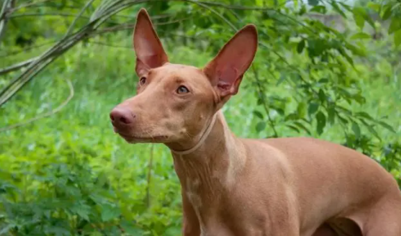 萌宠小知识:如何饲养法老王猎犬幼犬? 萌宠小知识:如何饲养法老王猎犬幼犬?