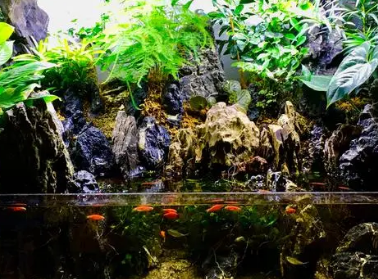 水草缸用什么水