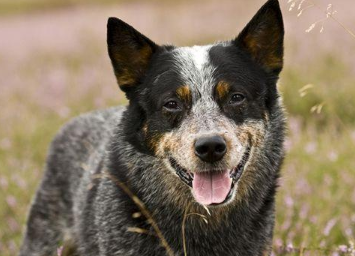 今日解答：怎样训练澳大利亚牧牛犬捡东西？