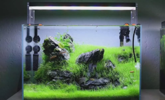 鱼缸换水需要注意什么