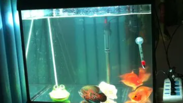 上过滤鱼缸水浑浊怎么处理