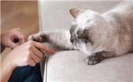 猫依靠什么辨认主人?原来是这样啊...