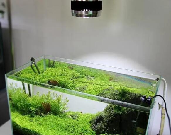 鱼缸养水草用什么灯好 鱼缸养水草用什么灯好