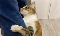 猫用尾巴勾你腿是什么意思？来了解下吧