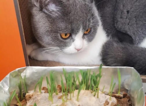 猫草要怎么种