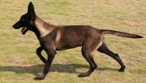 爆红马犬好还是黄马犬好