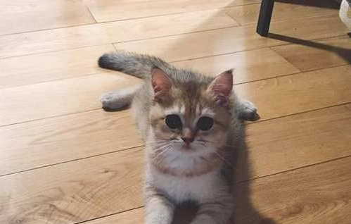宠主忙于工作忽略猫咪，某一天莫名发现猫被“看瘸”了
