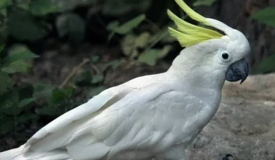 小葵花凤头鹦鹉吃什么?饲养者一定要知道 小葵花凤头鹦鹉吃什么?饲养者一定要知道