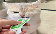 猫可以吃猫条吗