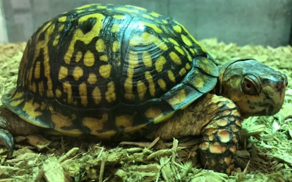 佛罗里达箱龟几年成熟?一般五年左右