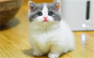 矮脚猫品种叫什么