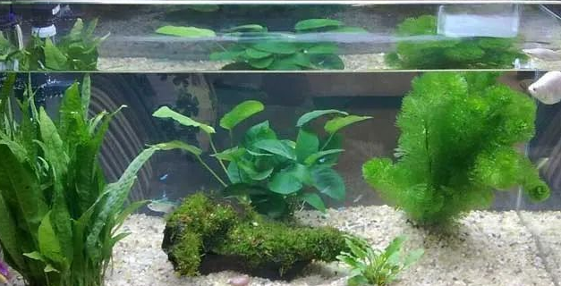 为什么要在鱼缸里种水草