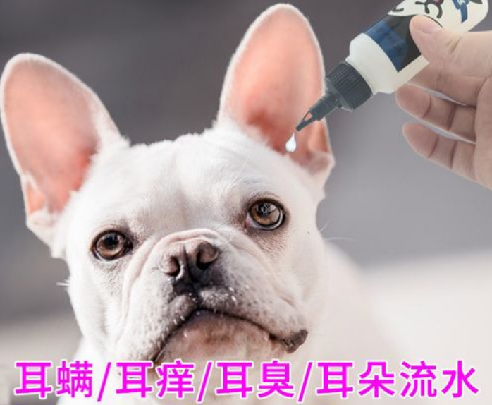 狗耳朵有耳螨用什么药