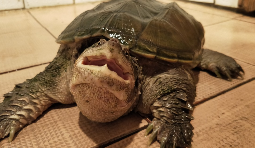 鳄龟吃龟粮吗