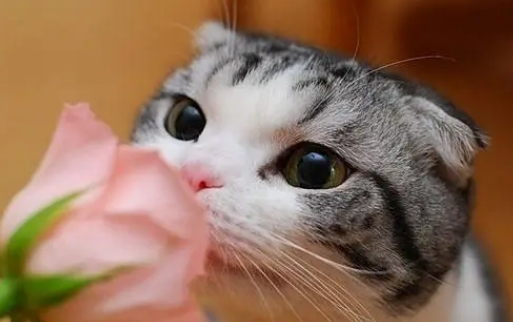 哪些花对猫有毒？具体有？