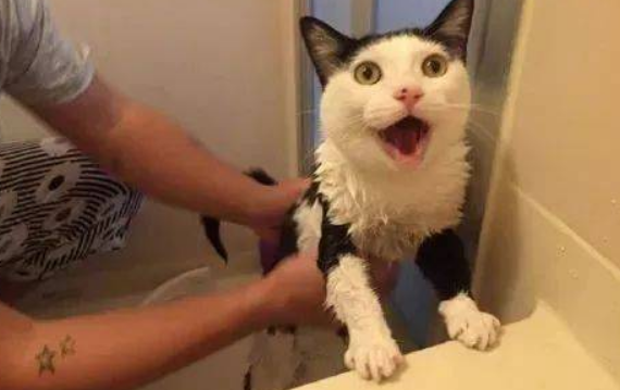 主人洗澡猫为什么会叫?可能是担心主人淹死 主人洗澡猫为什么会叫?可能是担心主人淹死