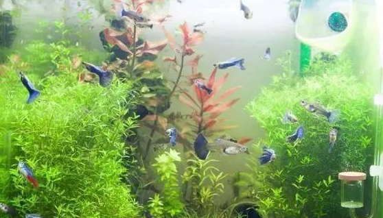 孔雀鱼缸里放什么水草 孔雀鱼缸里放什么水草