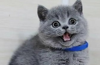 矮脚猫的价格 矮脚猫的价格