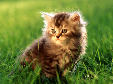 猫为什么喜欢闻屁股？一文告诉你！