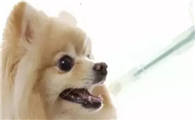 小狗感冒用什么药注射