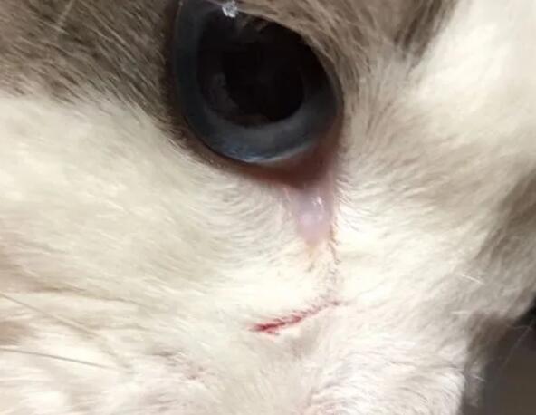 猫的抓痕和划痕的区别?铲屎官一定要清楚 猫的抓痕和划痕的区别?铲屎官一定要清楚