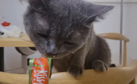 狗狗可以吃猫条吗