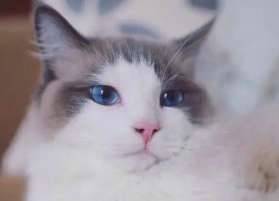 小猫喝羊奶粉只拉尿不拉屎?一文告诉你! 小猫喝羊奶粉只拉尿不拉屎?一文告诉你!