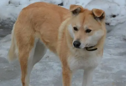 中华田园犬咬人征兆？一文告诉你！