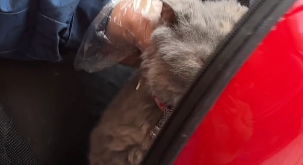 宠物猫被装进猫包抛弃,竟还留下一张纸条 宠物猫被装进猫包抛弃,竟还留下一张纸条