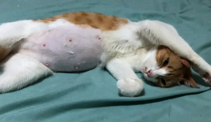 猫咪肚子大的不正常，原因竟是这个！