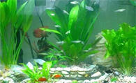 水草怎么固定在鱼缸里
