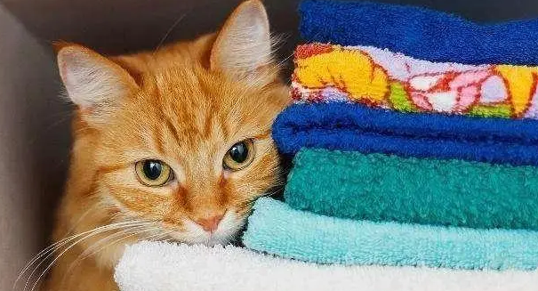 猫咪刚到家怕生躲起来怎么办?主人应该这样做~ 猫咪刚到家怕生躲起来怎么办?主人应该这样做~