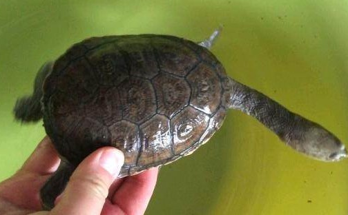 长颈龟认识主人吗?来瞧瞧 长颈龟认识主人吗?来瞧瞧