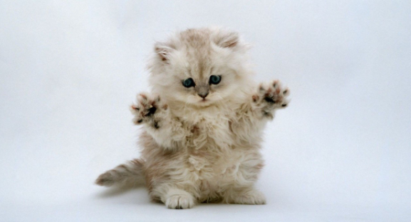 猫咪绝育后到处乱跑怎么办？看这里！