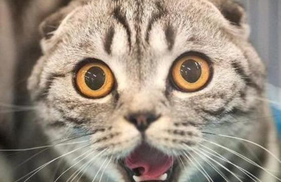 猫为什么能知道主人生气了?原来是因为这个! 猫为什么能知道主人生气了?原来是因为这个!