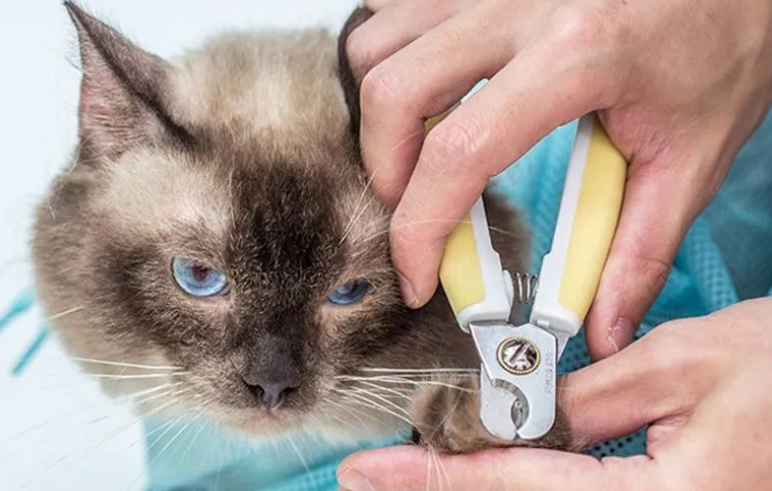 猫咪的指甲可以剪到哪里